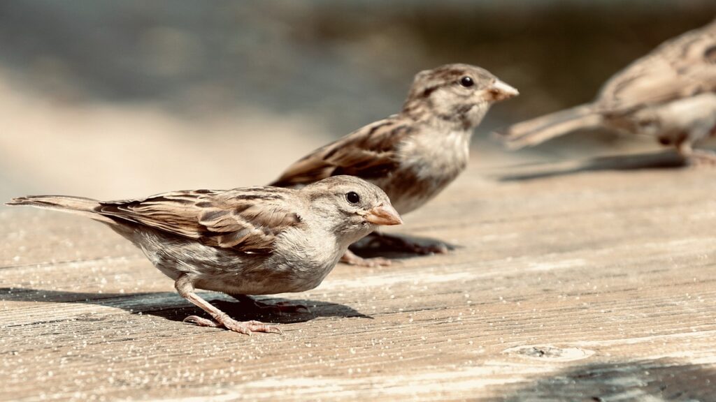 Human Intrusion Threatens Bird Sanctuary in Bhondsi Forest, Gurugram