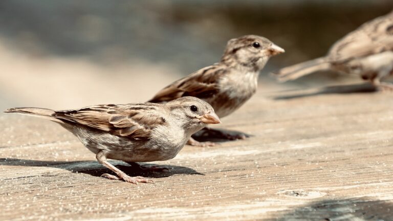 Human Intrusion Threatens Bird Sanctuary in Bhondsi Forest, Gurugram