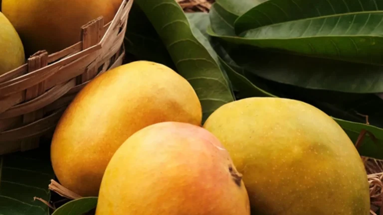 Mango UID Tags