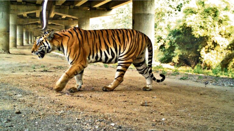 "The Digital Age of Poaching: How Technology is Fueling the Tiger Crisis in India"