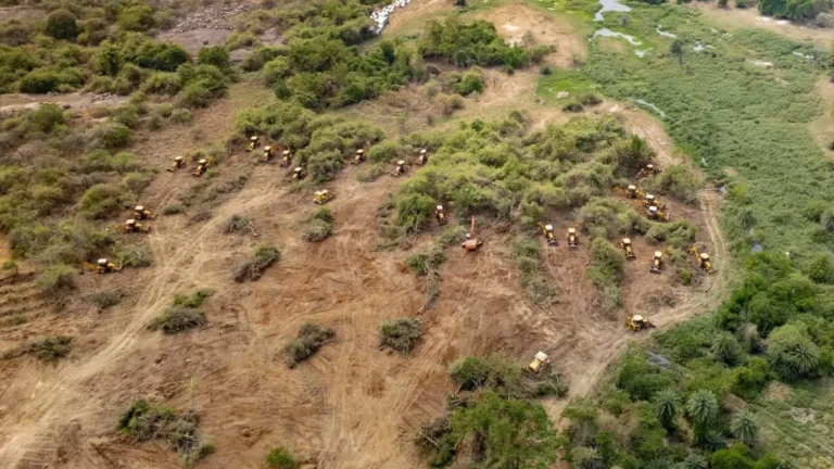 Hyderabad’s Kancha Gachibowli Forest Faces Clearance Amid Protests and Legal Battles